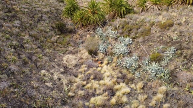 140922 Trabajos verticales para la erradicación del rabo de gato en La Gomera