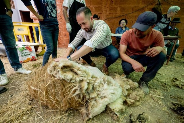 Julio Mateo concejal de Cultura y Fiestas trasquila la lana de una oveja