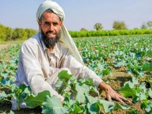 Art&iacute;culo de opini&oacute;n: 'Rusia deber&iacute;a pensar dos veces antes de invitar a agricultores afganos a Chechenia y Tartarist&aacute;n'