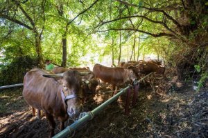 Valleseco: Madrelagua celebra este domingo su tradicional Feria de Ganado como escaparate del sector primario y las tradiciones rurales