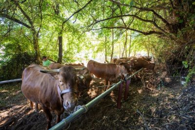 Valleseco: Madrelagua celebra este domingo su tradicional Feria de Ganado como escaparate del sector primario y las tradiciones rurales