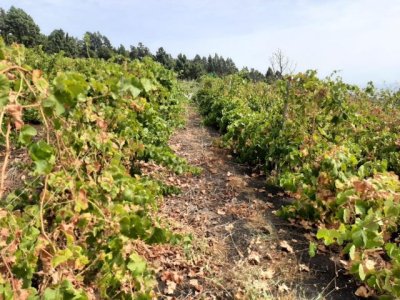 El Gobierno concede una ayuda de 3,8 millones de euros al sector agr&iacute;cola para compensar los efectos de la sequ&iacute;a