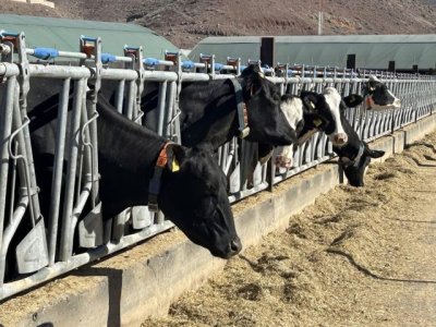 El Gobierno de Canarias convoca ayudas POSEI a la producción e industria láctea local por 13,4M €