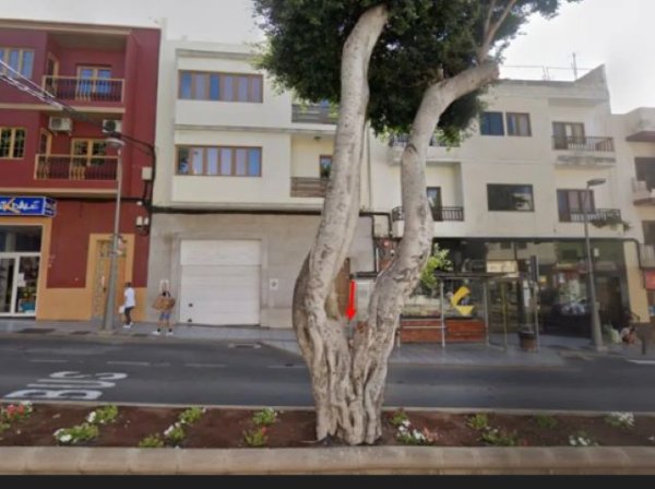 El Ayuntamiento de Gáldar informa de la tala por enfermedad de un laurel de indias en Bajada de las Guayarminas