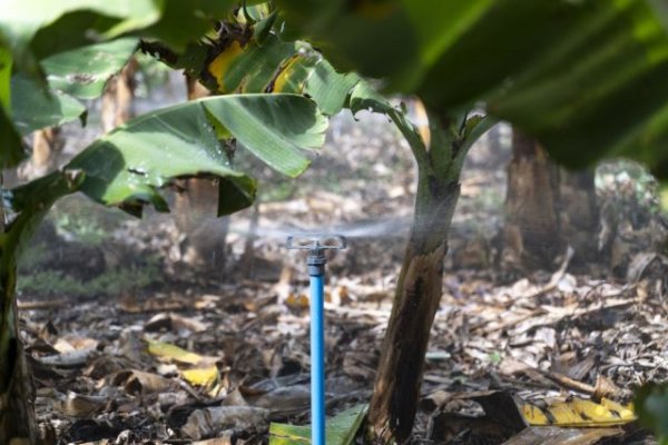 Más de 70 solicitantes reciben las ayudas para compensar los sobrecostes del agua de riego en Canarias