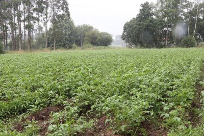 Avances en Seguros Agrarios: El presupuesto crecer&aacute; un 11% y habr&aacute; ayudas diferenciadas por tipo de agricultor