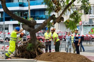 El Ayuntamiento favorece la conservación de los árboles del Parque Blanco durante las obras del paso subterráneo de la MetroGuagua