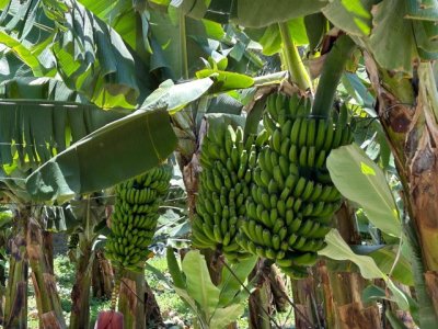 El Gobierno de Canarias abona el primer pago de la ayuda del POSEI al pl&aacute;tano