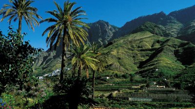 Agaete, los secretos del único valle cafetero de Europa