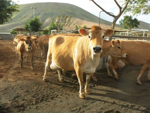 El Gobierno canario convoca ayudas dirigidas al consumo humano de carne fresca y a la producción local