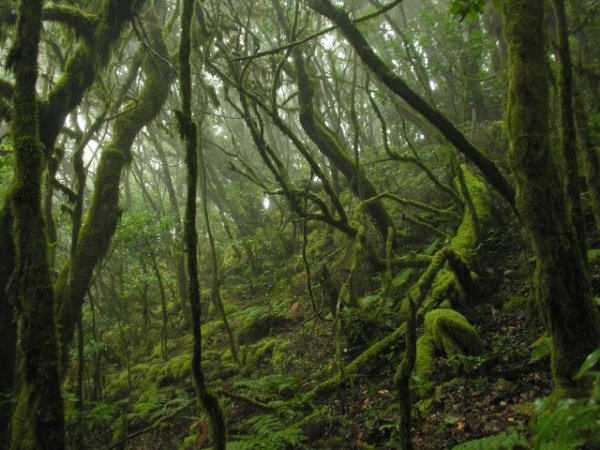 Canarias cuenta con más de 5,5 millones de euros de los fondos Next para actuaciones en Reservas de la Biosfera