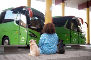 GuaguaGomera permite el transporte de animales domésticos desde esta semana