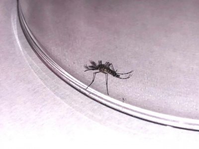 Sanidad fumiga las 13 viviendas cercanas al inmueble donde se detect&oacute; ejemplares de Aedes aegypti