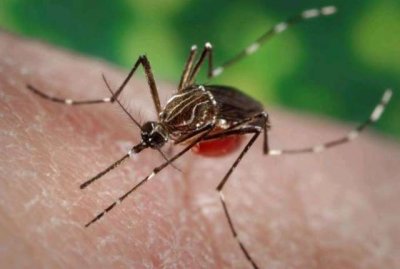 Sanidad distribuye material informativo en la farmacia y a los vecinos de Piletas tras detectar ejemplares de Aedes