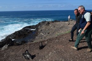 Gáldar: Diez crías de pardela cenicienta vuelan desde el Faro de Sardina