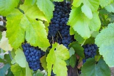 Transici&oacute;n Ecol&oacute;gica destina m&aacute;s de 1,2 millones de euros a proteger la vid frente al cambio clim&aacute;tico