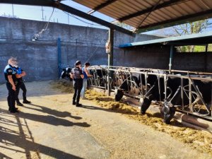 La Policía Autonómica localiza una gran cantidad de cadáveres de animales en una granja del norte de Tenerife