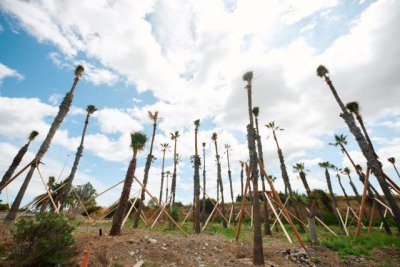 La Consejería organiza una jornada de plantación y cuidado del entorno en Gran Canaria