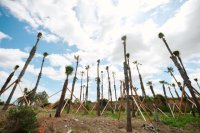 La Consejer&iacute;a organiza una jornada de plantaci&oacute;n y cuidado del entorno en Gran Canaria