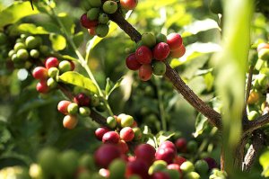 Agaete activa un ambicioso plan para fortalecer su tejido agr&iacute;cola