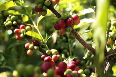 Agaete activa un ambicioso plan para fortalecer su tejido agrícola