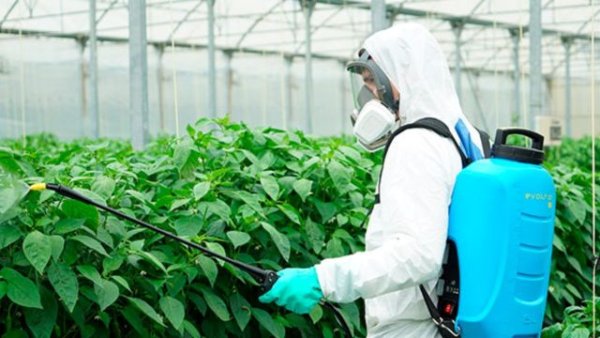 La Gomera: El Cabildo insular oferta cursos de manipulador de productos fitosanitarios de nivel b&aacute;sico y cualificado