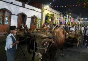 Orden de las carretas de la 49 edición de la Romería-Ofrenda de Valleseco