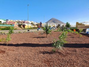 G&aacute;ldar: Parques y Jardines mejora la zona verde aleda&ntilde;a a la salida de La Majadilla
