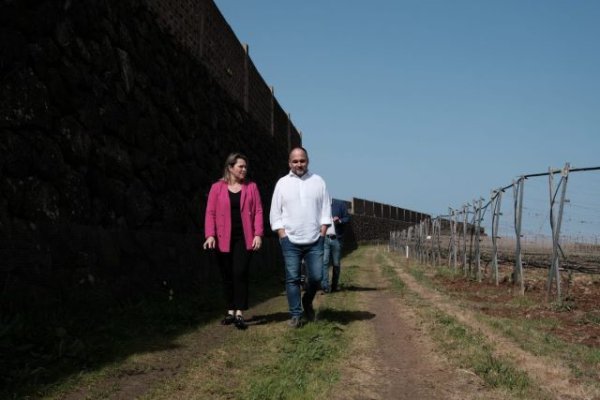 Canarias pone en marcha un proyecto de saneamiento de viñas frente a los efectos del cambio climático