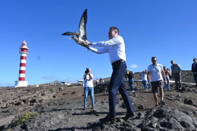 Gáldar: Medio Ambiente suelta en el Faro de Sardina una treintena de pardelas rescatadas