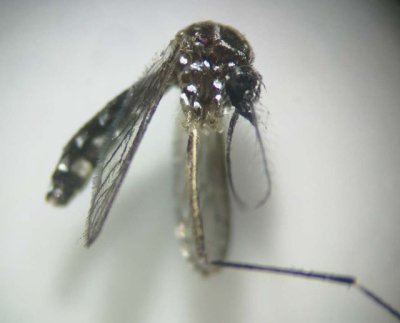 Sanidad activa el Sistema de Vigilancia Entomológica tras detectar un ejemplar de mosquito Aedes en Gran Canaria