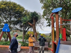 G&aacute;ldar: Parques y Jardines lleva a cabo el arreglo de las zonas ajardinadas de Saucillo