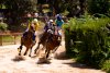 Grandes Carreras de Caballos vuelven al Hip&oacute;dromo de La Laguna de Valleseco
