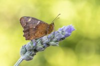 Transición Ecológica y Educación fomentarán el conocimiento de la biodiversidad canaria en las aulas