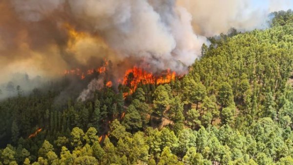 El Gobierno declara el nivel 2 del INFOCA y asume la dirección del incendio forestal declarado en Tenerife
