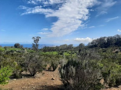 Ecologistas: Atentado a la avifauna en el enclave protegido de Lomo Riquiánez de Arucas