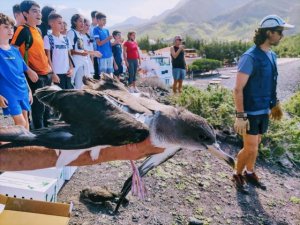 La Aldea: Escolares y usuarios del centro de discapacidad participan en la suelta de una veintena de pardelas cenicientas