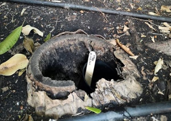 Sanidad insta a la poblaci&oacute;n de La Palma a notificar sospechas de picaduras de mosquitos