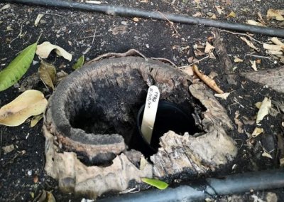 Sanidad insta a la población de La Palma a notificar sospechas de picaduras de mosquitos