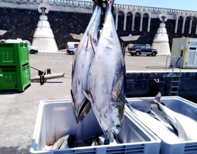 Los pescadores canarios de patudo podr&aacute;n capturar el sobrante nacional al agotar su cuota