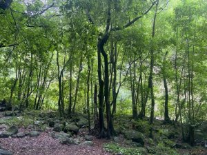 Un nuevo Plan Forestal para una Canarias verde