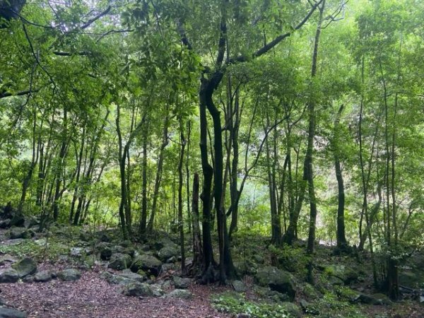 Un nuevo Plan Forestal para una Canarias verde