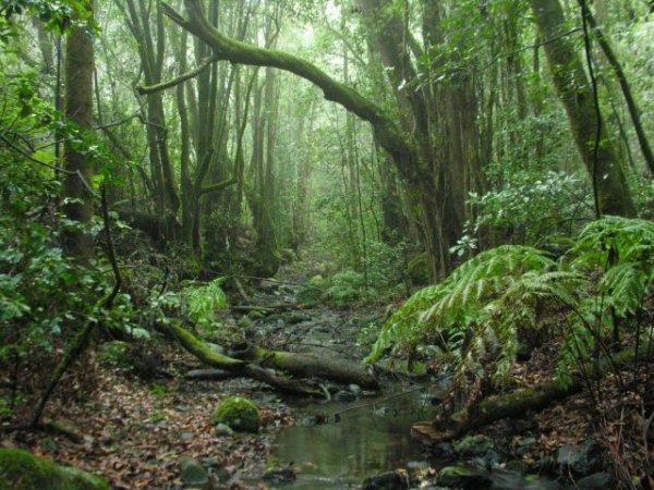 San Sebastián de La Gomera acoge la proyección del documental ‘Garajonay a vista de pájaro’ (Vídeo)
