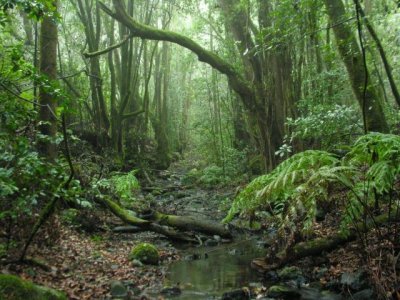 San Sebasti&aacute;n de La Gomera acoge la proyecci&oacute;n del documental &lsquo;Garajonay a vista de p&aacute;jaro&rsquo; (V&iacute;deo)