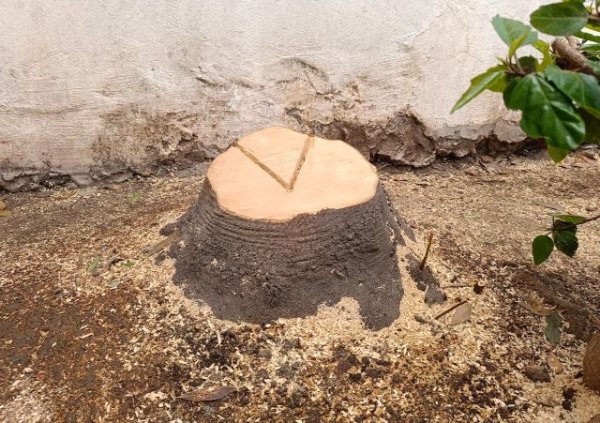 El ayuntamiento de Firgas tala un hermoso ejemplar de Laurel canario en la entrada a la Villa