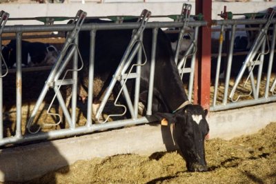 El Gobierno canario concede m&aacute;s de dos millones de euros al apoyo de las inversiones en explotaciones ganaderas