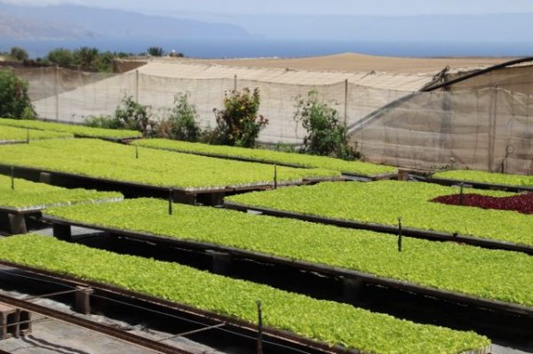 El Gobierno de Canarias convoca ayudas para fomentar la cooperación y la innovación en el sector agrícola