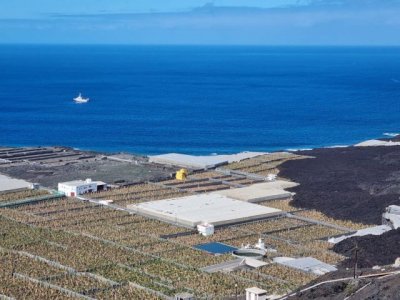 El Gobierno abona un tercer anticipo de 1,8 millones para contribuir a la recuperaci&oacute;n del pl&aacute;tano en La Palma