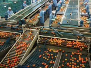 El Gobierno canario concede la ayuda del POSEI a los productores tradicionales de tomate de invierno por 5,5 M&euro;