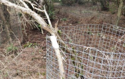 Transici&oacute;n Ecol&oacute;gica denuncia actos vand&aacute;licos contra el codeso herre&ntilde;o, especie en peligro de extinci&oacute;n